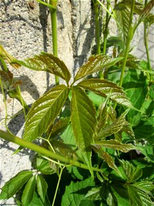 Selbstkletternde Jungfernrebe (Parthenocissus quinquefolia) in Hockenheim - eingeschleppt aus Nordamerika - an diesem Standort regelmäßig entfern, aber nicht gründlich genug, denn sie kommt alle Jahre