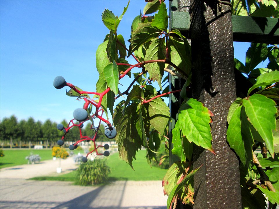 Selbstkletternde Jungfernrebe (Parthenocissus quinquefolia) am Laubengang am Kreisparterre im Schwetzinger Schlossgarten