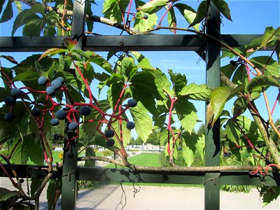 Selbstkletternde Jungfernrebe (Parthenocissus quinquefolia) am Laubengang am Kreisparterre im Schwetzinger Schlossgarten