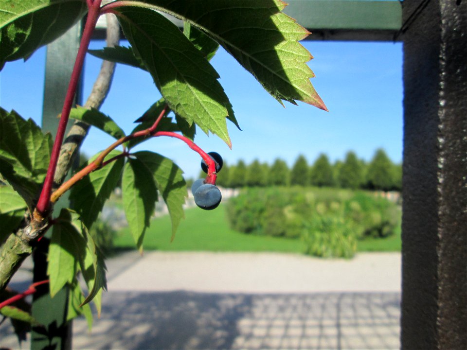 Selbstkletternde Jungfernrebe (Parthenocissus quinquefolia) am Laubengang am Kreisparterre im Schwetzinger Schlossgarten
