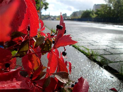 Selbstkletternde Jungfernrebe (Parthenocissus quinquefolia) an der A620 in Alt-Saarbrücken