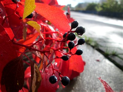 Selbstkletternde Jungfernrebe (Parthenocissus quinquefolia) an der A620 in Alt-Saarbrücken