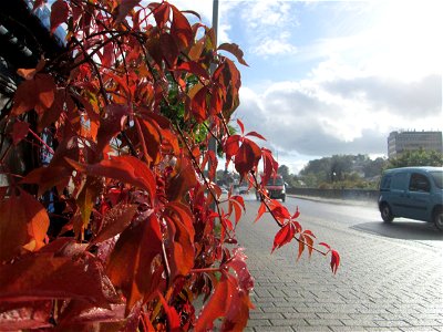 Selbstkletternde Jungfernrebe (Parthenocissus quinquefolia) an der A620 in Alt-Saarbrücken