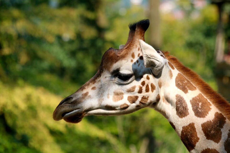Profile mammal neck