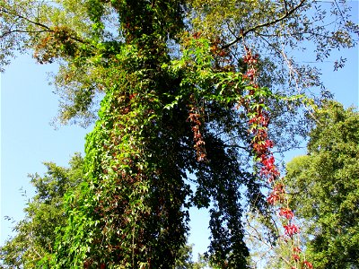 Selbstkletternde Jungfernrebe (Parthenocissus quinquefolia) an einem Baum nahe am Saarbach in Brebach