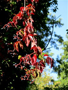 Selbstkletternde Jungfernrebe (Parthenocissus quinquefolia) an einem Baum nahe am Saarbach in Brebach