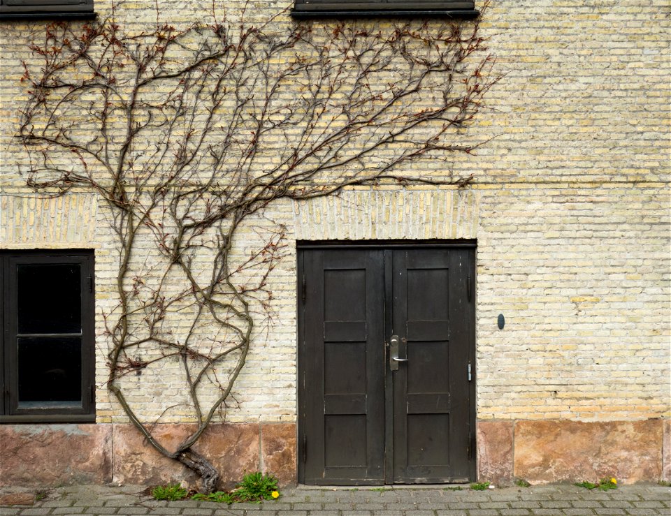 Door and five-leaved ivy (Parthenocissus quinquefolia) at Viborg Katedralskole, Denmark.