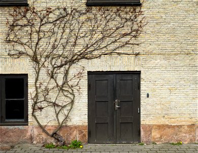 Door and five-leaved ivy (Parthenocissus quinquefolia) at Viborg Katedralskole, Denmark. photo
