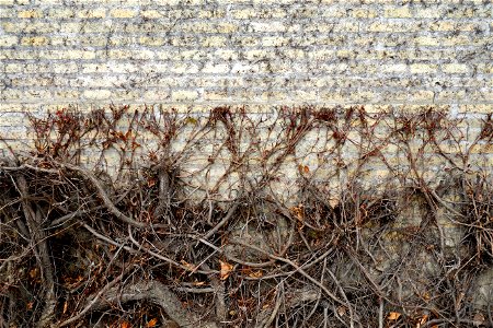 Five-leaved ivy (Parthenocissus quinquefolia) on the wall of Viborg Katedralskole, Denmark. photo