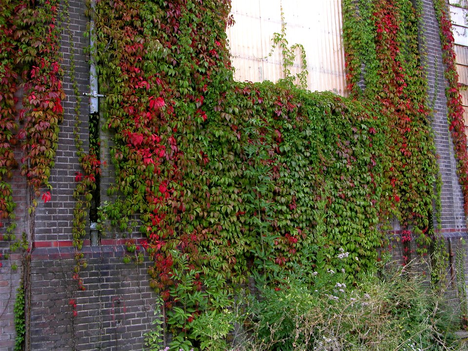 Wilde Wingerd, gefotografeerd in Haarlem
Virginia Creeper, Haarlem, Netherlands