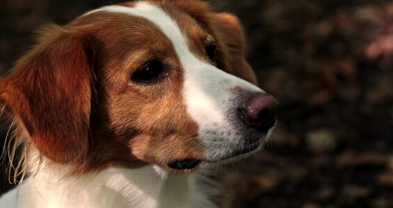 Kooiker pet stoeberhund