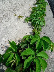 Parthenocissus quinquefolia, avenue du Corps Franc Pommies à Toulouse.