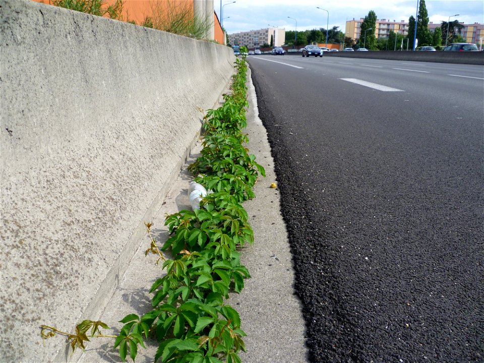 Parthenocissus quinquefolia, avenue du Corps Franc Pommies à Toulouse (Haute-Garonne, France). (localisation : cf. [1])