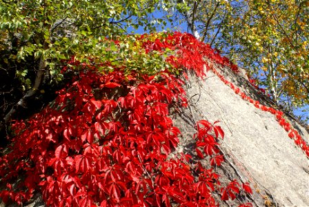 en:Parthenocissus quinquefolia photo