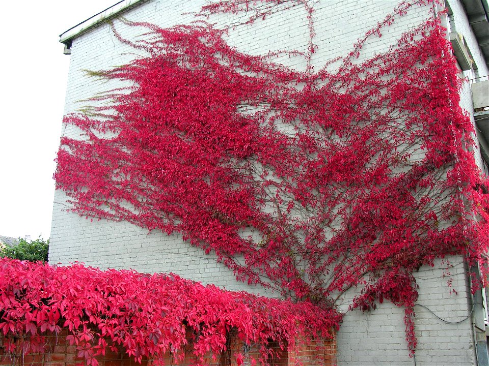 Parthenocissus quinquefolia