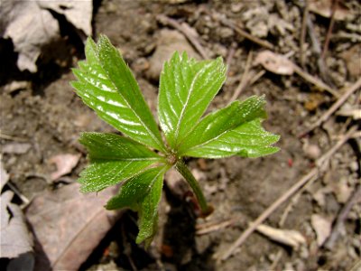 Leaf of Parthenocissus quinquefolia photo