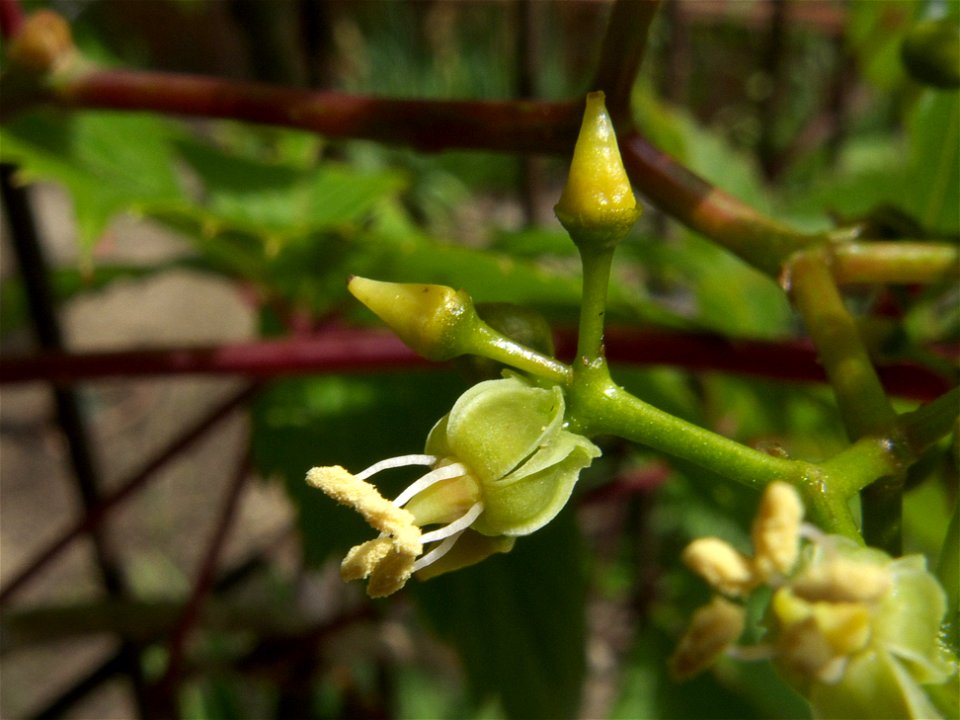 Flores de Parthenocissus quinquefolia (Madrid)