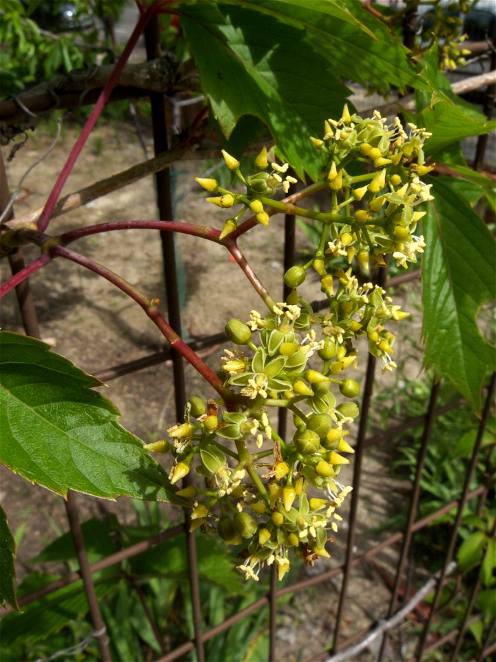 Inflorescencias de Parthenocissus quinquefolia (Madrid)