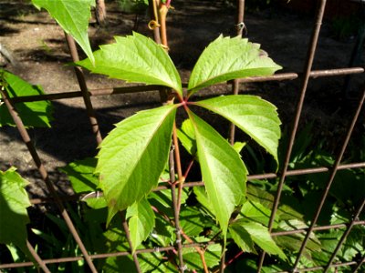 Hoja de Parthenocissus quinquefolia (Madrid)