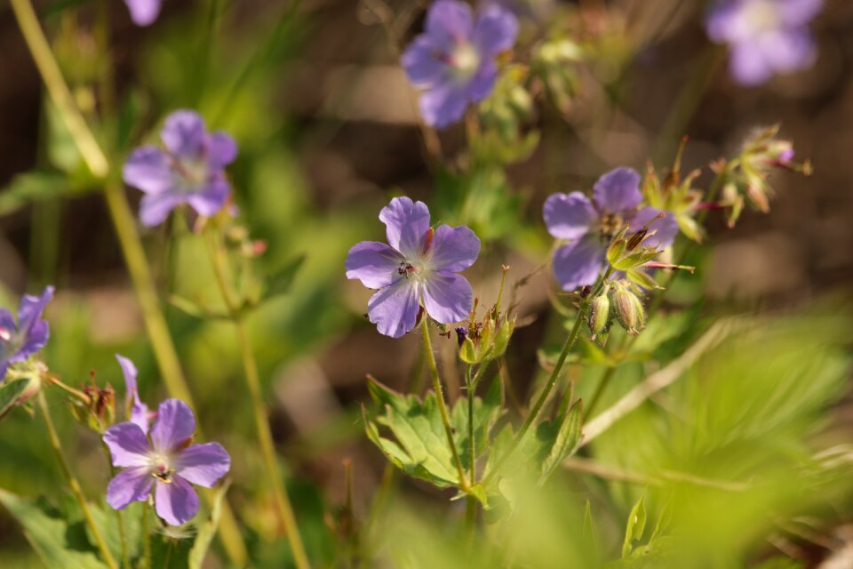 Geranium volosistaja purple green