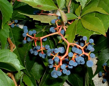vigne vierge fruits.
Fruits of virginia creeper.
Parthenocissus quinquefolia L.

Taken in France (Garde-Adhemar, Drome)