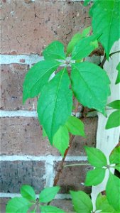 Leaves of Virginia creeper, Parthenocissus quinquefolia, as the plant grows up a brick wall. Picture taken July 7, 2015 in Houston, Texas.