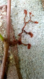 Tendrils of Virginia creeper, Parthenocissus quinquefolia. Picture taken July 7, 2015 in Houston, Texas.