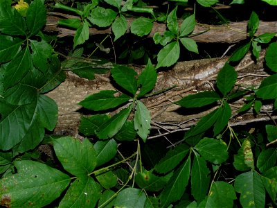 I took this picture of poison ivy, grape, and virginia creeper. The grape vine in on the left and has rough bark. The poison ivy vine is gowing on the trunk of the tree and is hairy. Both of these photo