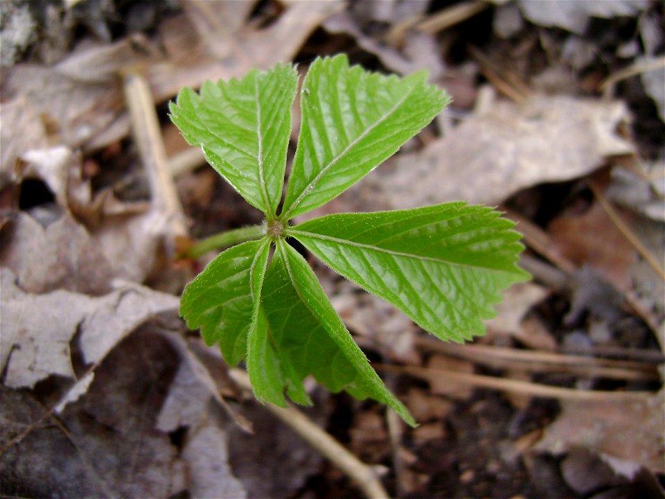 Leaf of Parthenocissus quinquefolia