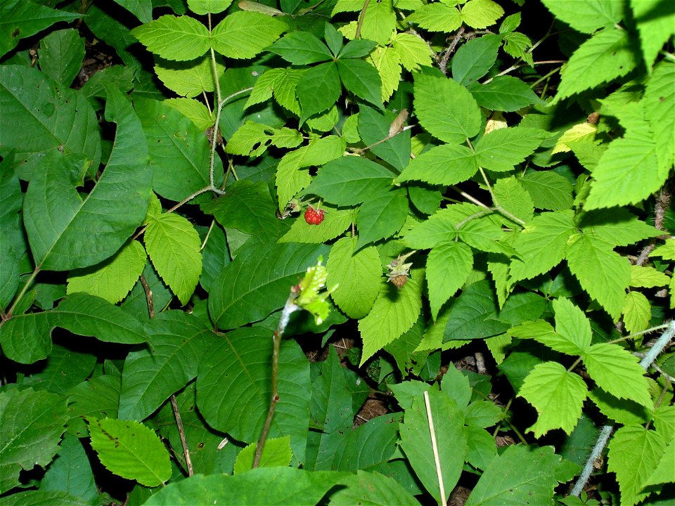A picture I took of wild raspberries, poison ivy, and virginia creeper.  The lighter green leaves on the right are wild red raspberry.  The darker green leaves on the left are poison ivy.  The top cen
