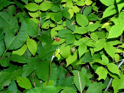 A picture I took of wild raspberries, poison ivy, and virginia creeper. The lighter green leaves on the right are wild red raspberry. The darker green leaves on the left are poison ivy. The top cen photo