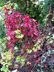 Virginia Creeper (Parthenocissus quinquefolia) in fall color, South Side, Pittsburgh