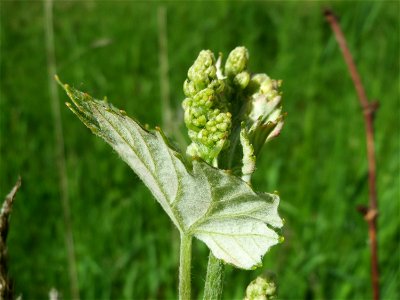 Weinberg (Vitis vinifera) am Mörscher Weg im Hockenheimer Rheinbogen, letztes Überbleibsel einstigen Weinbaus in Hockenheim