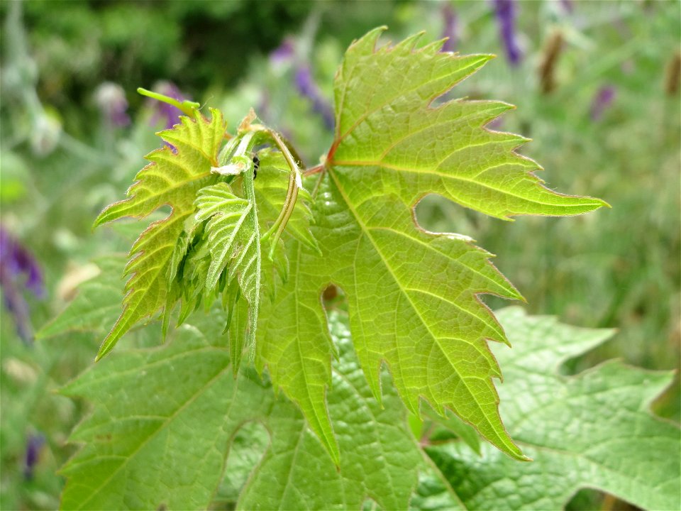 Verwilderter Wein (Vitis vinifera) bei Oftersheim, Zeugnis früheren Weinanbaus an den Oftersheimer Dünen