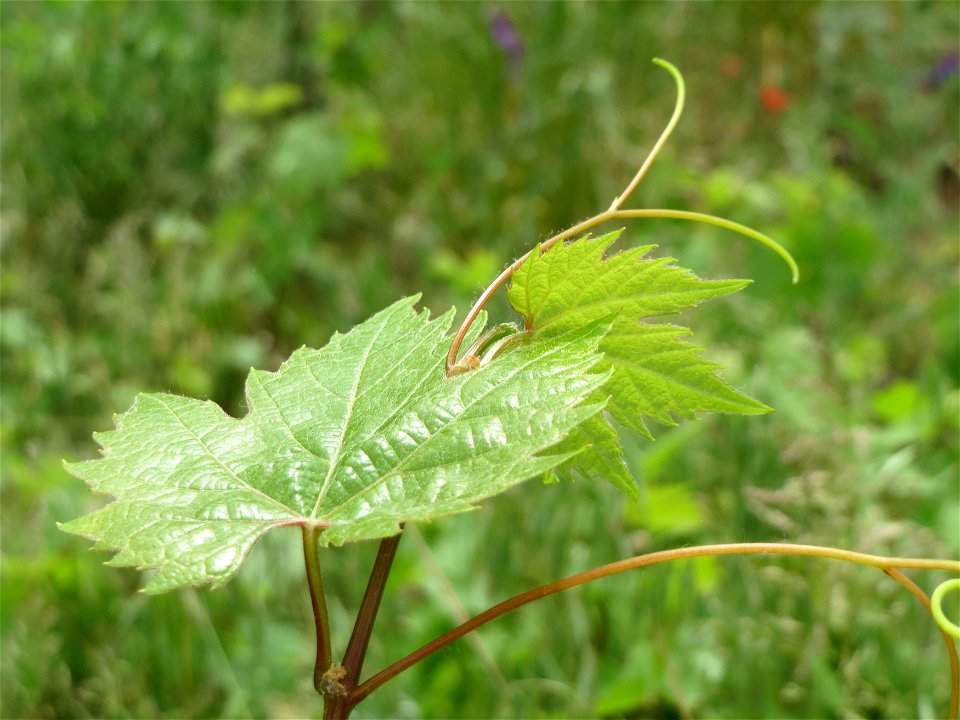 Verwilderter Wein (Vitis vinifera) bei Oftersheim, Zeugnis früheren Weinanbaus an den Oftersheimer Dünen