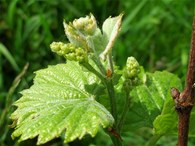Weinberg (Vitis vinifera) am Mörscher Weg im Hockenheimer Rheinbogen, letztes Überbleibsel einstigen Weinbaus in Hockenheim