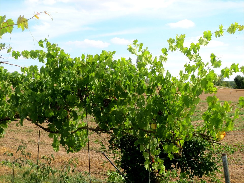 Weinberg (Vitis vinifera) in einem Schrebergarten bei Oftersheim