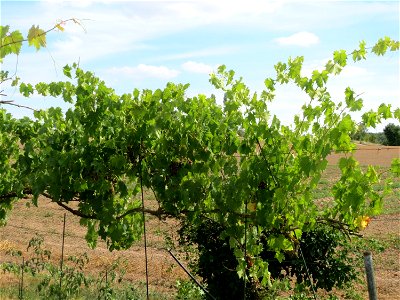 Weinberg (Vitis vinifera) in einem Schrebergarten bei Oftersheim