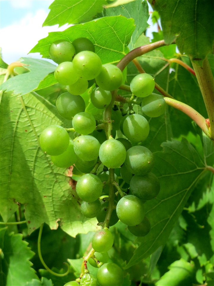 Weinberg (Vitis vinifera) in einem Schrebergarten bei Oftersheim