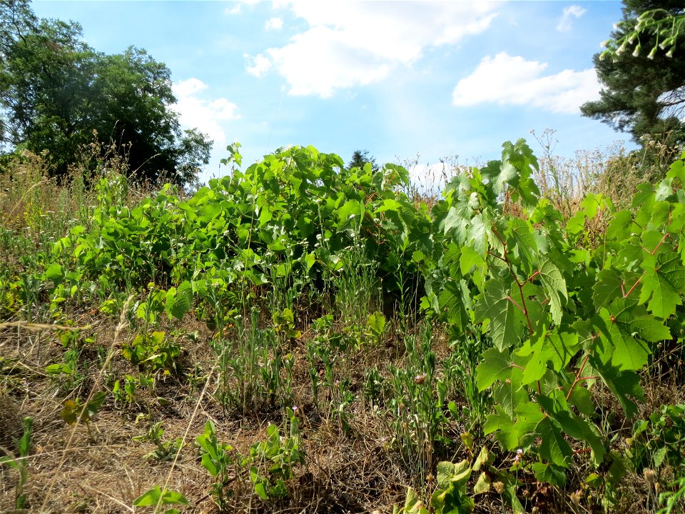 Verwilderter Wein (Vitis vinifera) auf der Friedenshöhe, Zeugnis früheren Weinanbaus an den Oftersheimer Dünen