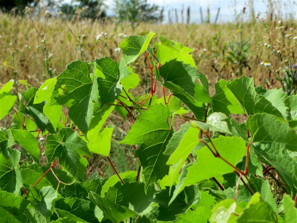 Verwilderter Wein (Vitis vinifera) auf der Friedenshöhe, Zeugnis früheren Weinanbaus an den Oftersheimer Dünen