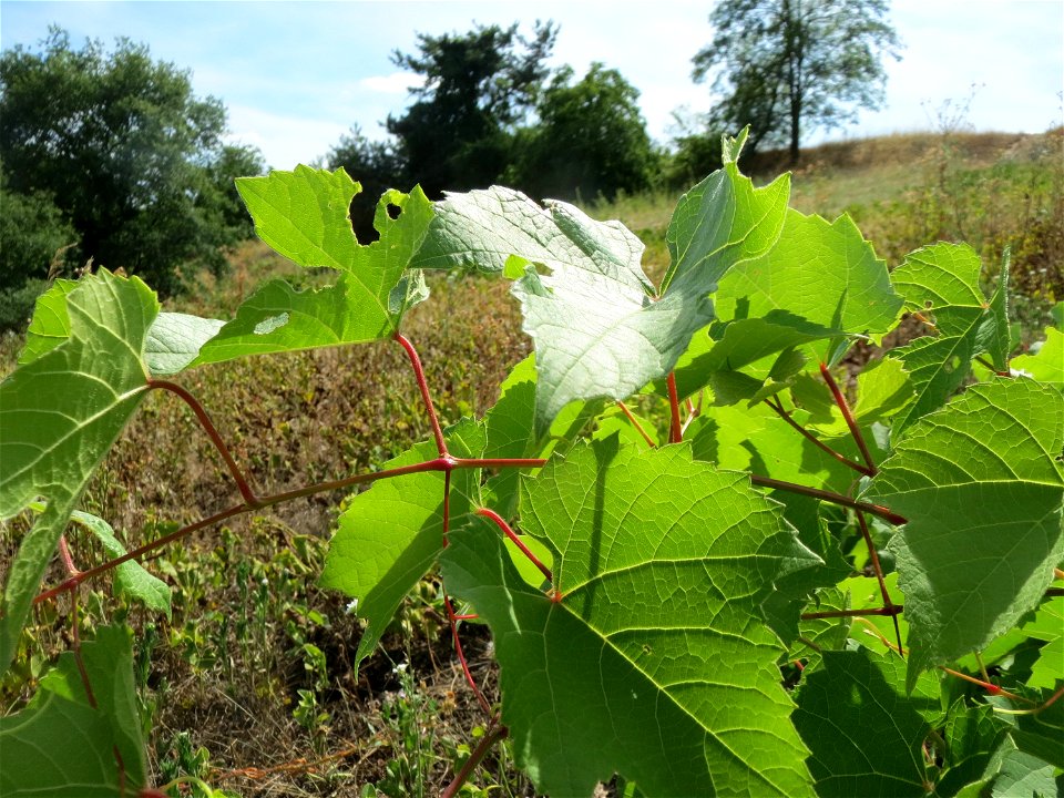 Verwilderter Wein (Vitis vinifera) auf der Friedenshöhe, Zeugnis früheren Weinanbaus an den Oftersheimer Dünen