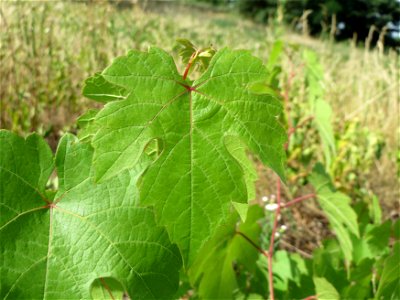 Verwilderter Wein (Vitis vinifera) auf der Friedenshöhe, Zeugnis früheren Weinanbaus an den Oftersheimer Dünen