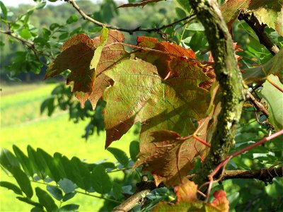 Verwilderter Wein (Vitis vinifera) auf der Friedenshöhe, Zeugnis früheren Weinanbaus an den Oftersheimer Dünen