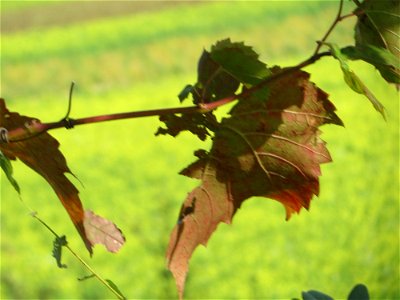 Verwilderter Wein (Vitis vinifera) auf der Friedenshöhe, Zeugnis früheren Weinanbaus an den Oftersheimer Dünen