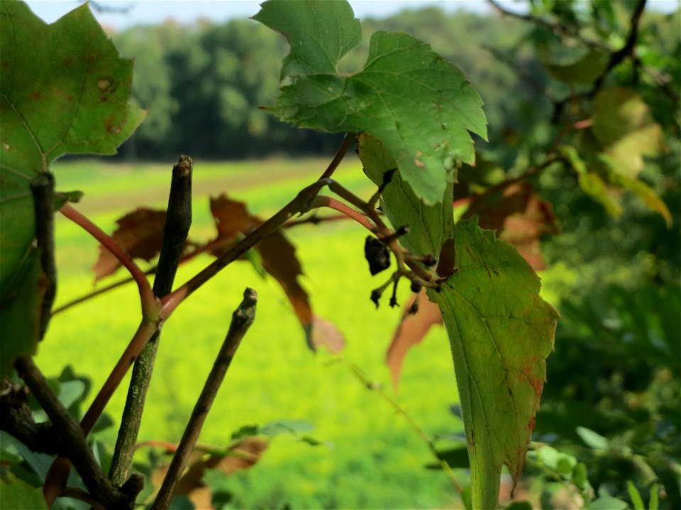 Verwilderter Wein (Vitis vinifera) auf der Friedenshöhe, Zeugnis früheren Weinanbaus an den Oftersheimer Dünen