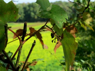 Verwilderter Wein (Vitis vinifera) auf der Friedenshöhe, Zeugnis früheren Weinanbaus an den Oftersheimer Dünen