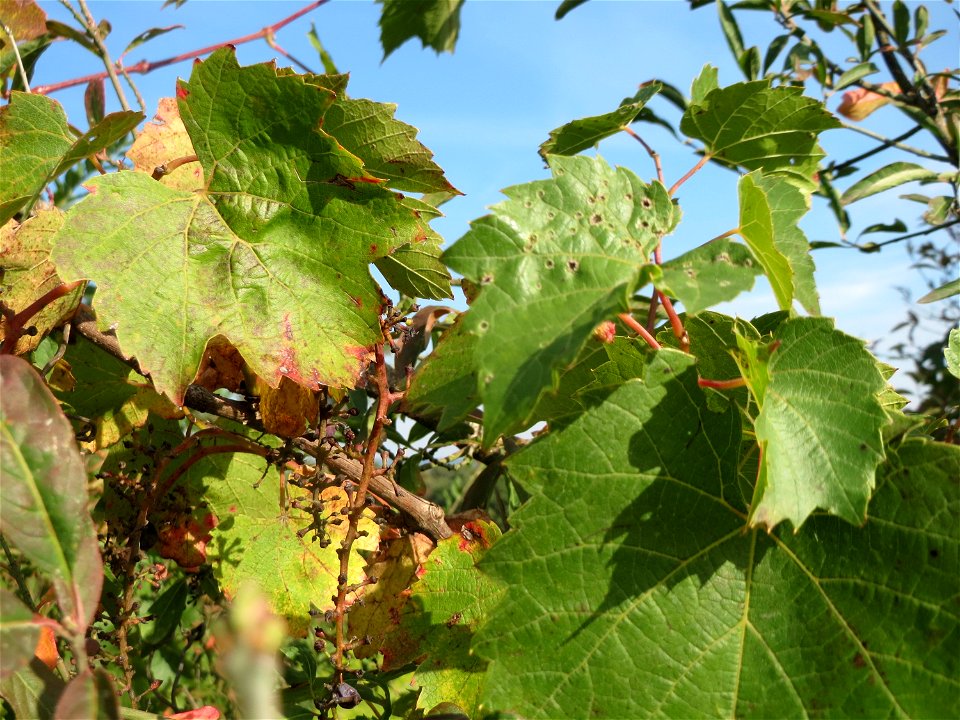Verwilderter Wein (Vitis vinifera) auf der Friedenshöhe, Zeugnis früheren Weinanbaus an den Oftersheimer Dünen