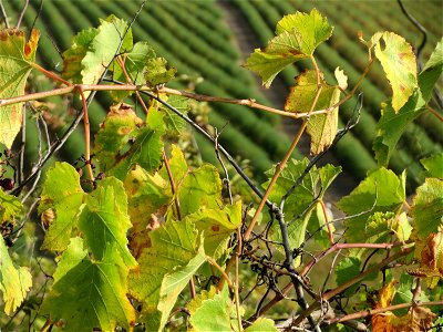 Verwilderter Wein (Vitis vinifera) auf der Friedenshöhe, Zeugnis früheren Weinanbaus an den Oftersheimer Dünen