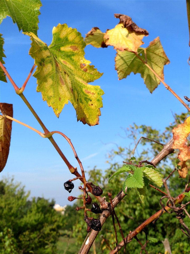 Verwilderter Wein (Vitis vinifera) auf der Friedenshöhe, Zeugnis früheren Weinanbaus an den Oftersheimer Dünen